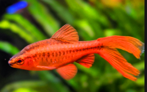 Barb - Long Finned Veil Cherry Barb